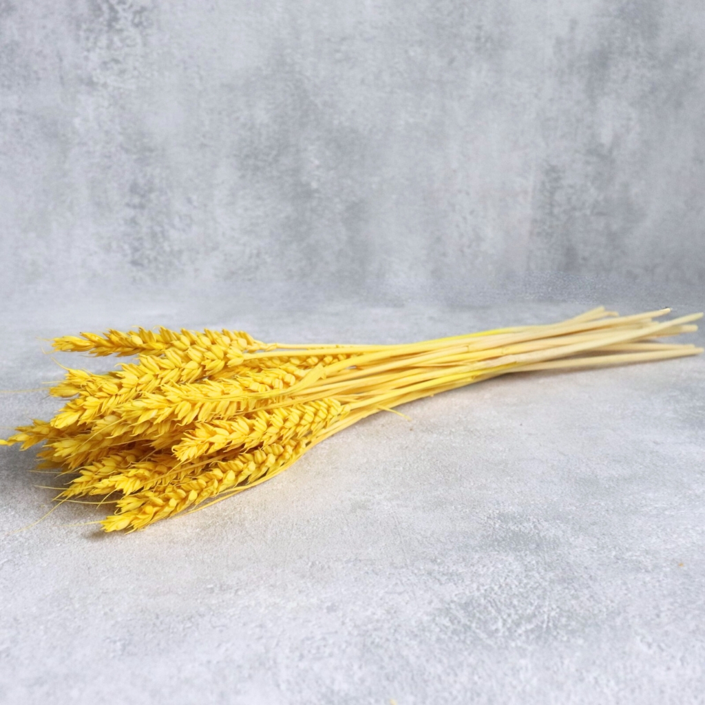 Sušená Pšenice žlutá